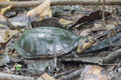 Kinosternon scorpioides - Scorpion Mud Turtle