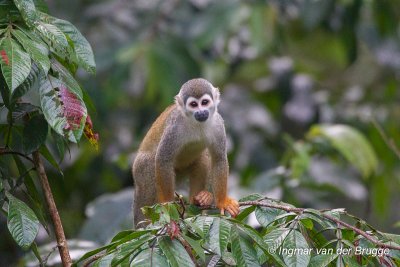 Common Squirrel Monkey - Saimiri sciureus albigena