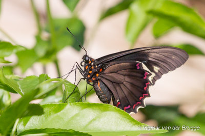 Polydamas Swallowtail - Battus polydamas polydamas