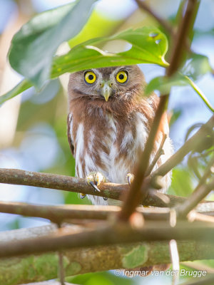  Ferruginous Pygmy Owl