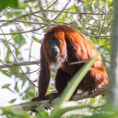 Red Howler Monkey - Alouatta seniculus