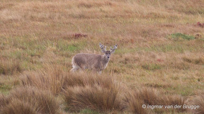Andean white-tailed deer - Odocoileus virginianus peruvianus