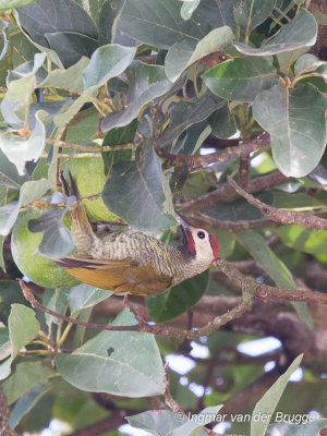 Golden-olive Woodpecker