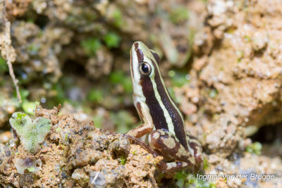Epipedobates anthonyi - Anthonys Poison Frog