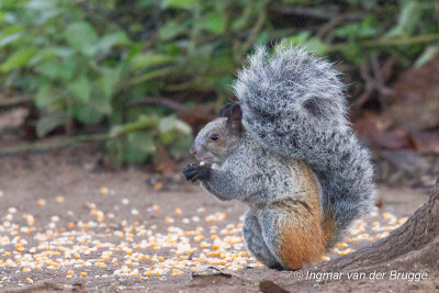 Guayaquil Squirrel - Sciurus stramineus