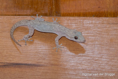 Phyllodactylus reissii - Peters' Leaf-toed Gecko?