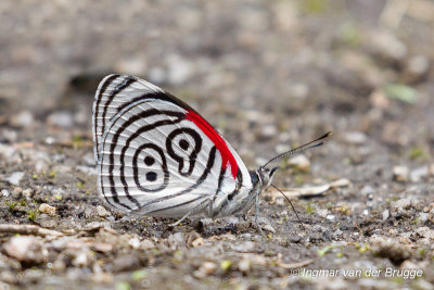 Neglected Eighty-eight - Diaethria neglecta