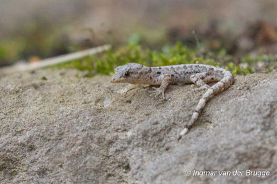 Gonatodes caudiscutatus - Shieldhead Gecko?