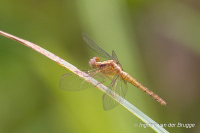 Erythrodiplax fusca - Red-faced Dragonlet