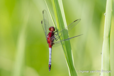 Erythrodiplax fusca - Red-faced Dragonlet