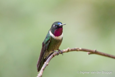 Amethyst-throated Sunangel