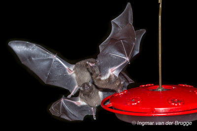 Geoffroy's Tailless Bat - Anoura geoffroyi