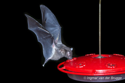 Geoffroy's Tailless Bat - Anoura geoffroyi