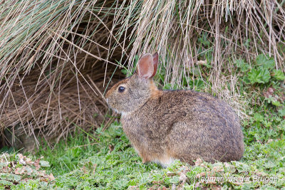 Forest Rabbit - Sylvilagus brasiliensis