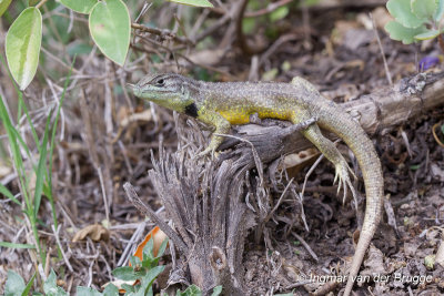 Stenocercus guentheri - Gnther's Whorltail Iguana