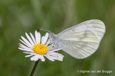 Leptidea sinapis - Boswitje - Wood White