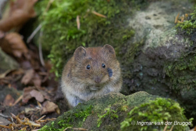 Myodes glareolus - Bank Vole - Rosse Woelmuis