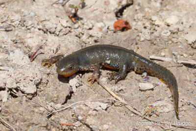 Ichthyosaura alpestris - Alpine Newt - Alpenwatersalamander