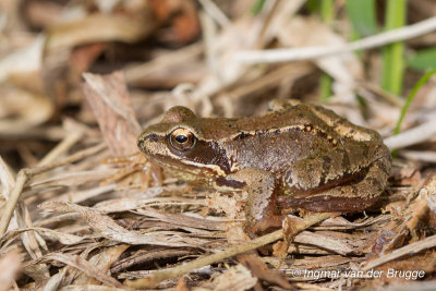 Rana temporaria - Common Frog - Bruine Kikker