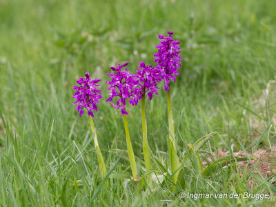 Orchis mascula - Early-purple Orchid - Mannetjesorchis