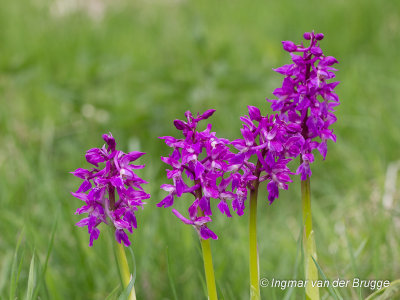 Orchis mascula - Early-purple Orchid - Mannetjesorchis