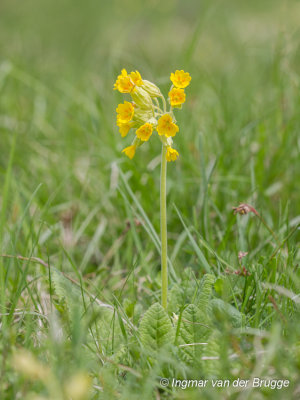 Primula species - Sleutelbloem