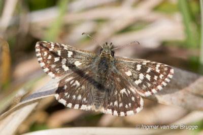 Pyrgus malvae - Grizzled Skipper - Aardbeivlinder