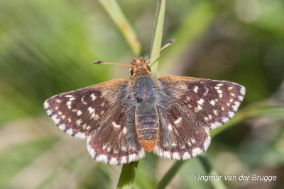 Spialia sertorius - Red Underwing Skipper - Kalkgraslanddikkopje