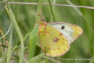 Colias hyale - Pale Clouded Yellow - Gele Luzernevlinder