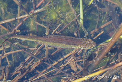 Lissotriton helveticus - Palmate Newt - Vinpootsalamander