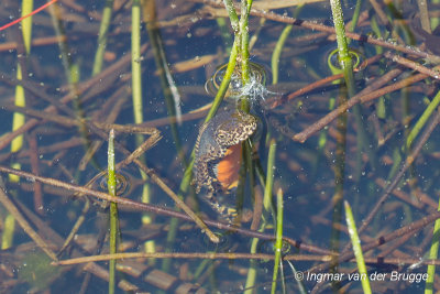 Ichthyosaura alpestris - Alpine Newt - Alpenwatersalamander