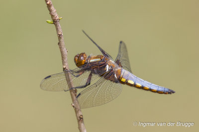 Libellula depressa - Broad-bodied Chaser - Platbuik