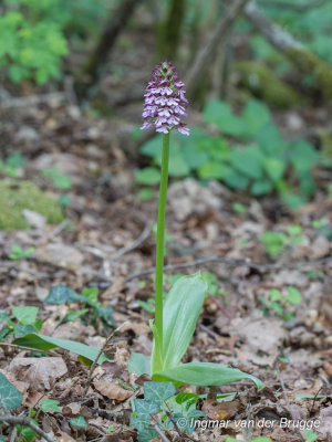 Orchis purpurea - Lady Orchid - Purperorchis
