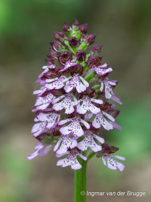 Orchis purpurea - Lady Orchid - Purperorchis