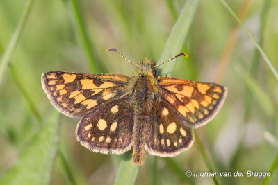 Carterocephalus palaemon - Chequered Skipper - Bont Dikkopje