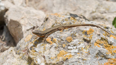 Podarcis muralis - Common Wall Lizard - Muurhagedis