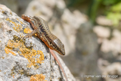 Podarcis muralis - Common Wall Lizard - Muurhagedis