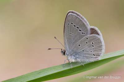 Cupido minimus - Little Blue - Dwergblauwtje