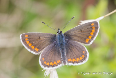 Aricia agestis - Brown Argus - Bruin Blauwtje