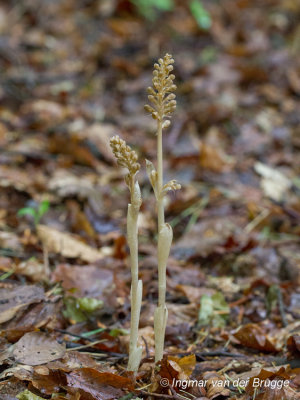 Neottia nidus-avis - Bird's-nest Orchid - Vogelnestje