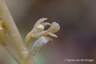 Neottia nidus-avis - Bird's-nest Orchid - Vogelnestje