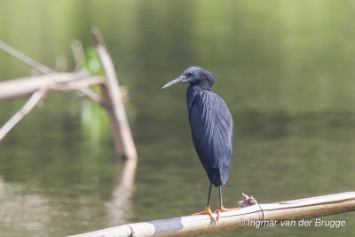 Black Heron