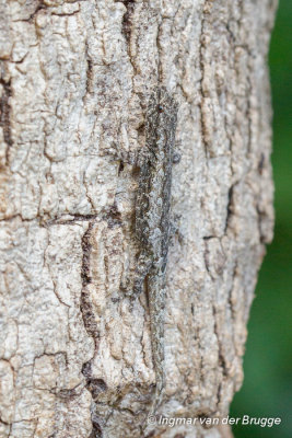 Gecko unknown