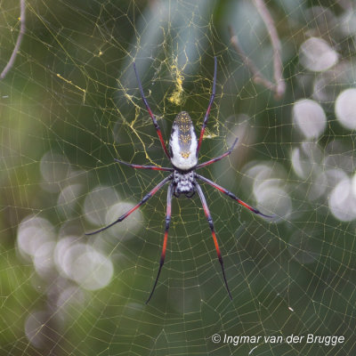 Nephila inaurata madagascariensis - Madagascar Golden Orb Spider