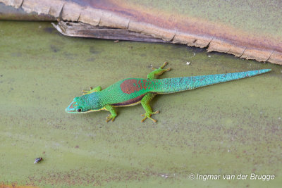 Phelsuma lineata - Striped Day Gecko