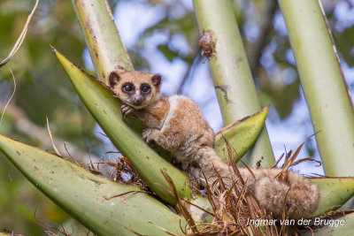 Cheirogaleus major - Greater Dwarf Lemur