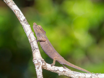 Calumma nasutum