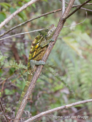 Calumma parsonii - Parsons Chameleon