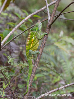 Calumma parsonii - Parsons Chameleon