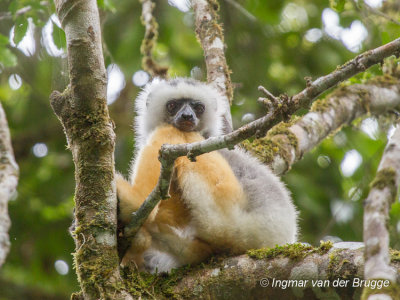 Propithecus diadema - Diademed Sifaka